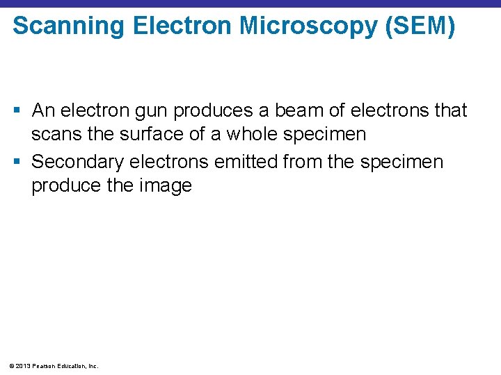 Scanning Electron Microscopy (SEM) § An electron gun produces a beam of electrons that