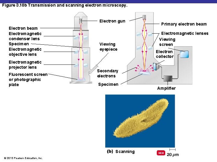 Figure 3. 10 b Transmission and scanning electron microscopy. Electron gun Electron beam Electromagnetic