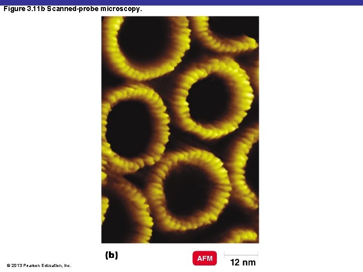 Figure 3. 11 b Scanned-probe microscopy. © 2013 Pearson Education, Inc. 