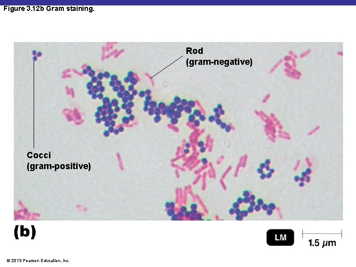 Figure 3. 12 b Gram staining. Rod (gram-negative) Cocci (gram-positive) © 2013 Pearson Education,