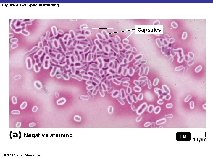 Figure 3. 14 a Special staining. Capsules Negative staining © 2013 Pearson Education, Inc.
