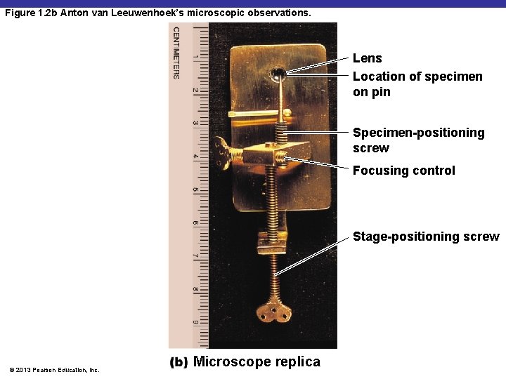 Figure 1. 2 b Anton van Leeuwenhoek’s microscopic observations. Lens Location of specimen on
