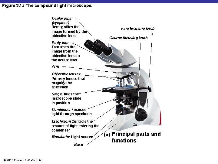 Figure 3. 1 a The compound light microscope. Ocular lens (eyepiece) Remagnifies the image