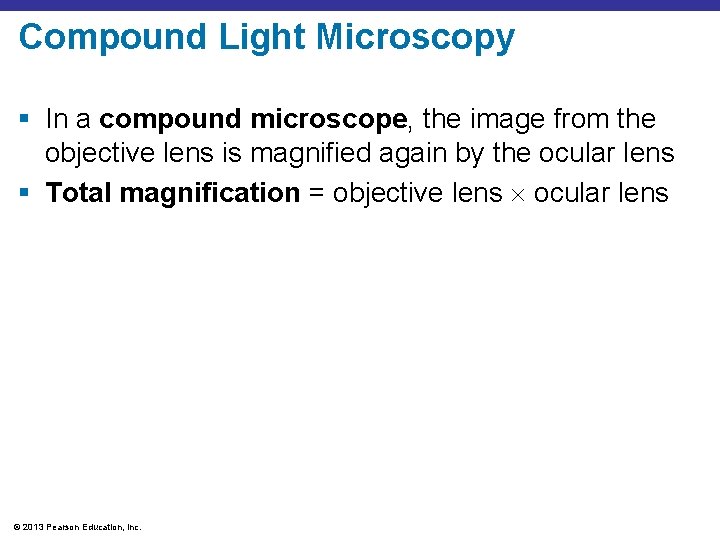 Compound Light Microscopy § In a compound microscope, the image from the objective lens