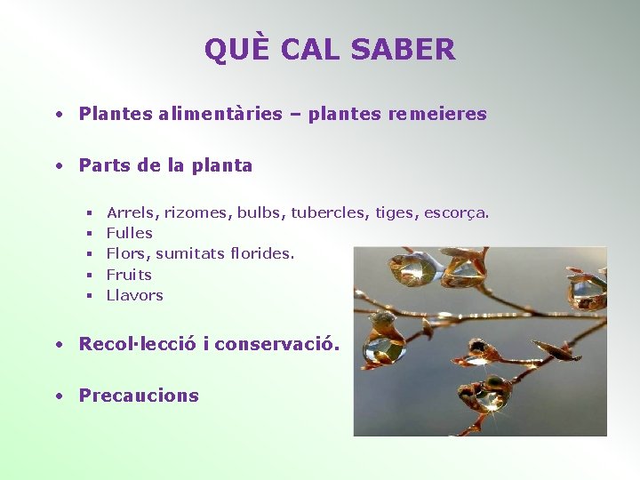 QUÈ CAL SABER • Plantes alimentàries – plantes remeieres • Parts de la planta