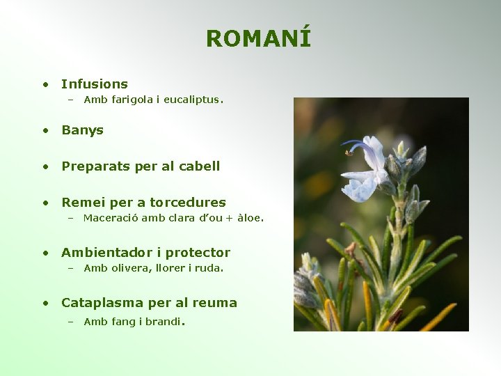 ROMANÍ • Infusions – Amb farigola i eucaliptus. • Banys • Preparats per al