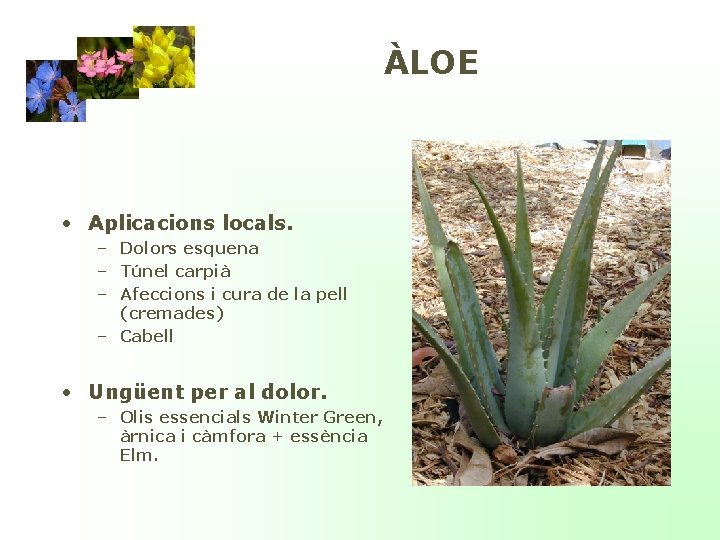 ÀLOE • Aplicacions locals. – Dolors esquena – Túnel carpià – Afeccions i cura