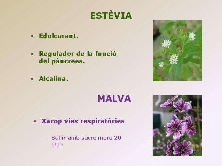 ESTÈVIA • Edulcorant. • Regulador de la funció del pàncrees. • Alcalina. MALVA •