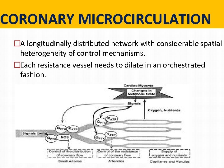 CORONARY MICROCIRCULATION �A longitudinally distributed network with considerable spatial heterogeneity of control mechanisms. �Each CORONARY MICROCIRCULATION �A longitudinally distributed network with considerable spatial heterogeneity of control mechanisms. �Each