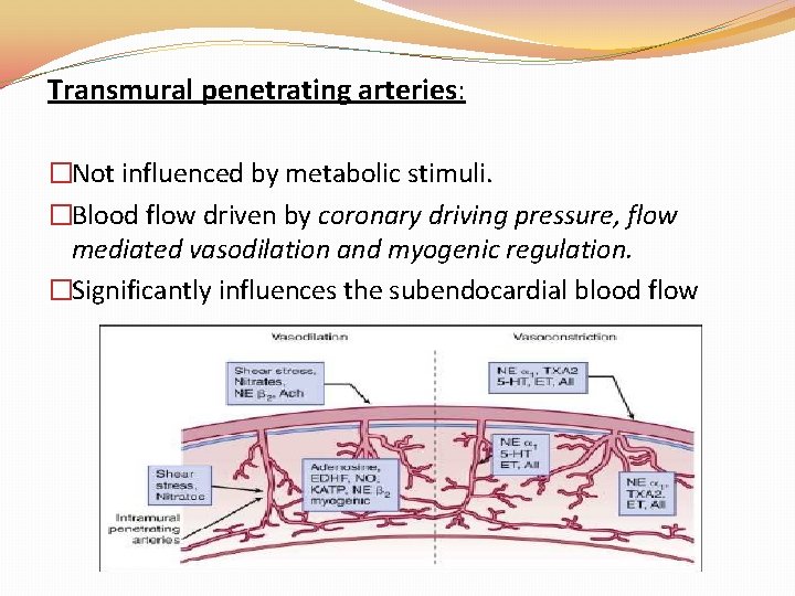 Transmural penetrating arteries: �Not influenced by metabolic stimuli. �Blood flow driven by coronary driving Transmural penetrating arteries: �Not influenced by metabolic stimuli. �Blood flow driven by coronary driving