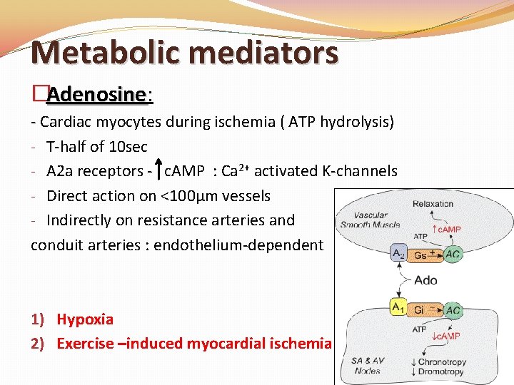 Metabolic mediators �Adenosine: Adenosine - Cardiac myocytes during ischemia ( ATP hydrolysis) - T-half Metabolic mediators �Adenosine: Adenosine - Cardiac myocytes during ischemia ( ATP hydrolysis) - T-half