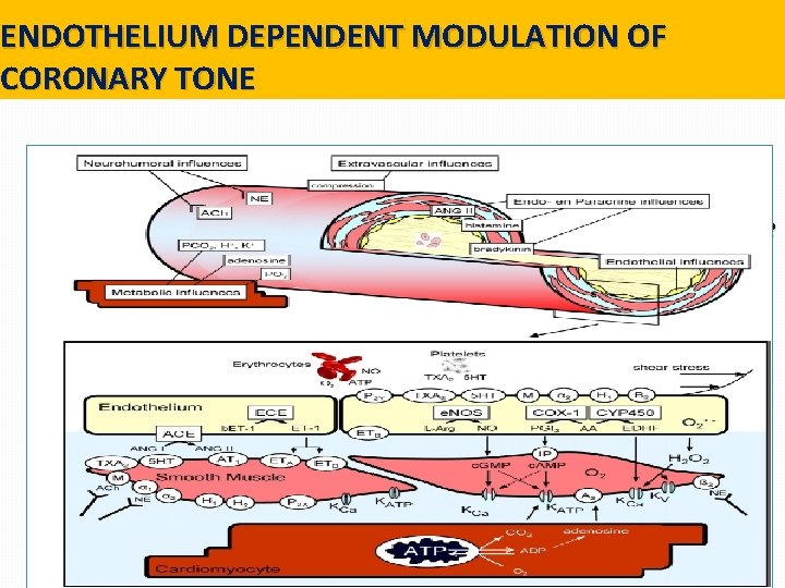 ENDOTHELIUM DEPENDENT MODULATION OF CORONARY TONE A functional endothelium is the major determinant in ENDOTHELIUM DEPENDENT MODULATION OF CORONARY TONE A functional endothelium is the major determinant in