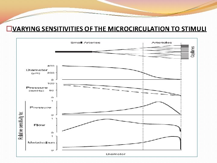 �VARYING SENSITIVITIES OF THE MICROCIRCULATION TO STIMULI �VARYING SENSITIVITIES OF THE MICROCIRCULATION TO STIMULI