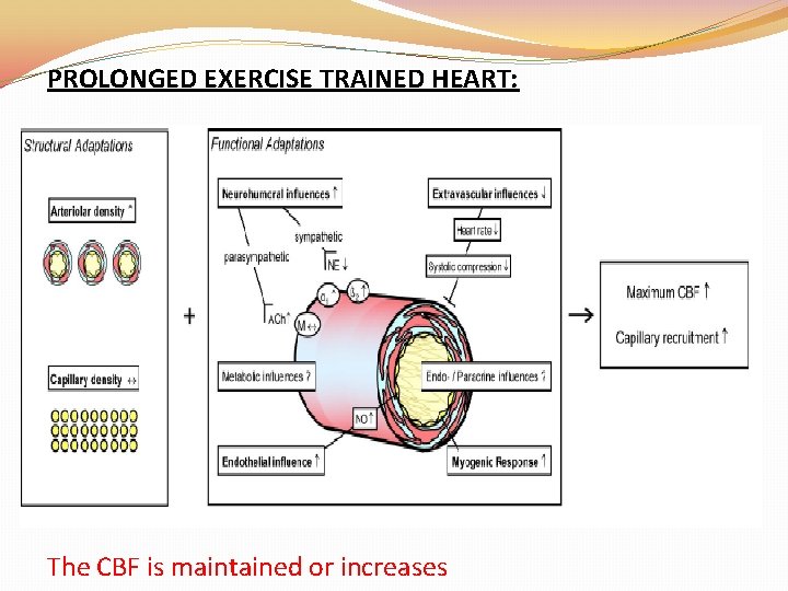 PROLONGED EXERCISE TRAINED HEART: The CBF is maintained or increases PROLONGED EXERCISE TRAINED HEART: The CBF is maintained or increases