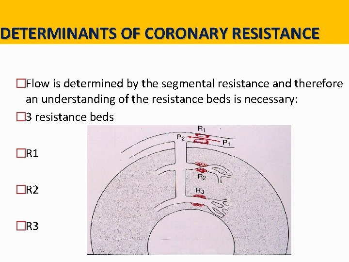 DETERMINANTS OF CORONARY RESISTANCE �Flow is determined by the segmental resistance and therefore an DETERMINANTS OF CORONARY RESISTANCE �Flow is determined by the segmental resistance and therefore an