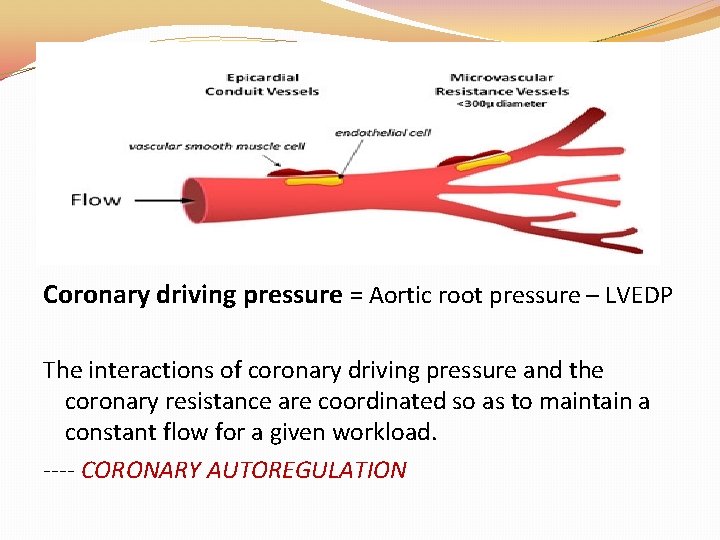 �Broadly 2 compartments of coronary resistance: 1) Epicardial conduit vessels – no pressure loss �Broadly 2 compartments of coronary resistance: 1) Epicardial conduit vessels – no pressure loss