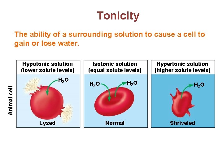 Tonicity The ability of a surrounding solution to cause a cell to gain or