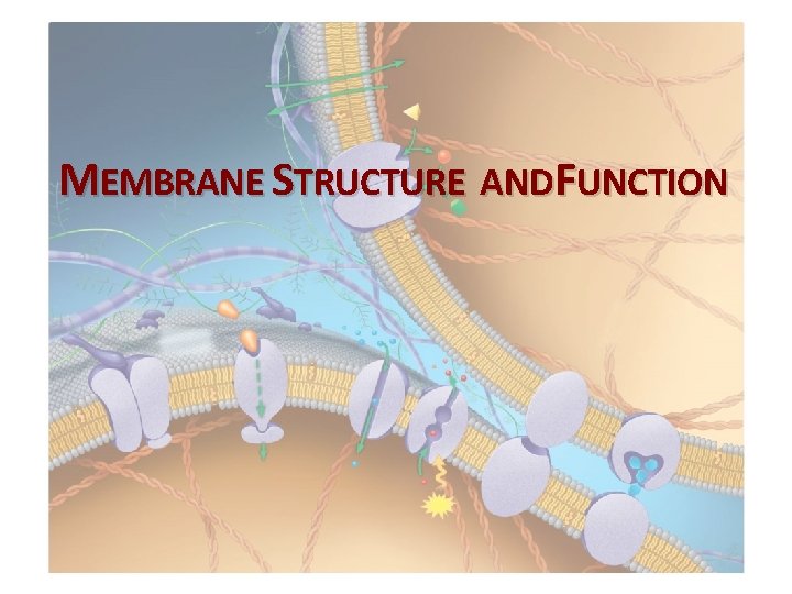 MEMBRANE STRUCTURE ANDFUNCTION 