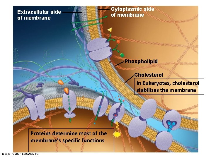 Extracellular side of membrane Cytoplasmic side of membrane Phospholipid Cholesterol In Eukaryotes, cholesterol stabilizes