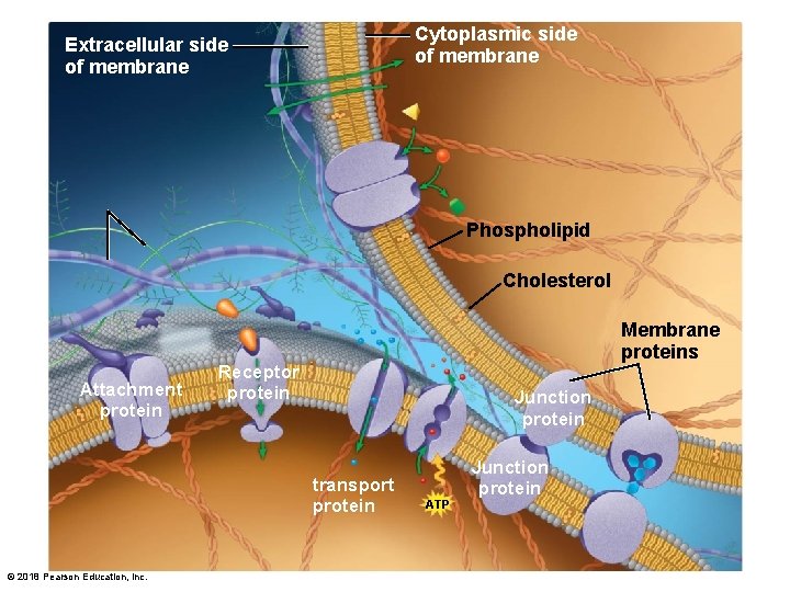 Cytoplasmic side of membrane Extracellular side of membrane Phospholipid Cholesterol Attachment protein Membrane proteins