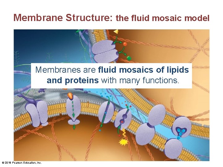 Membrane Structure: the fluid mosaic model Membranes are fluid mosaics of lipids and proteins