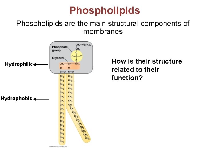 Phospholipids are the main structural components of membranes Hydrophilic Hydrophobic How is their structure