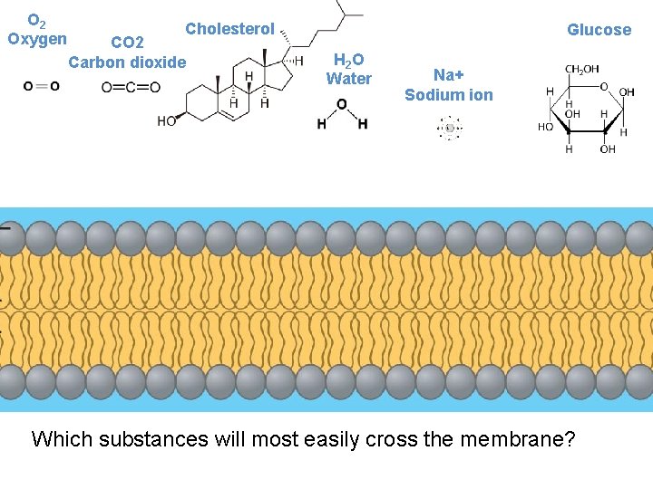 O 2 Oxygen Cholesterol CO 2 Carbon dioxide Glucose H 2 O Water Na+