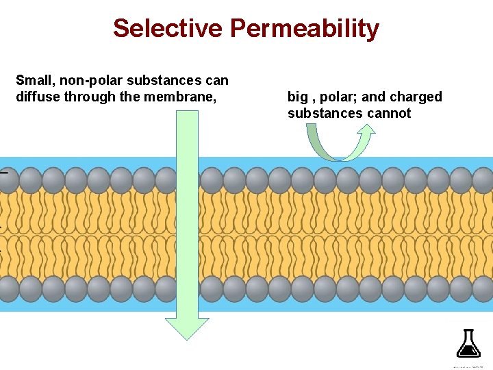 Selective Permeability Small, non-polar substances can diffuse through the membrane, big , polar; and