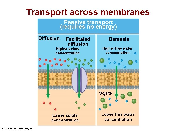 Transport across membranes Passive transport (requires no energy) Diffusion Facilitated diffusion Higher solute concentration