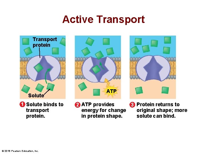 Active Transport protein Solute 1 Solute binds to transport protein. © 2018 Pearson Education,