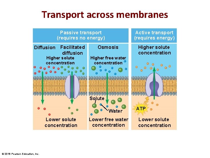 Transport across membranes Passive transport (requires no energy) Diffusion Facilitated diffusion Higher solute concentration