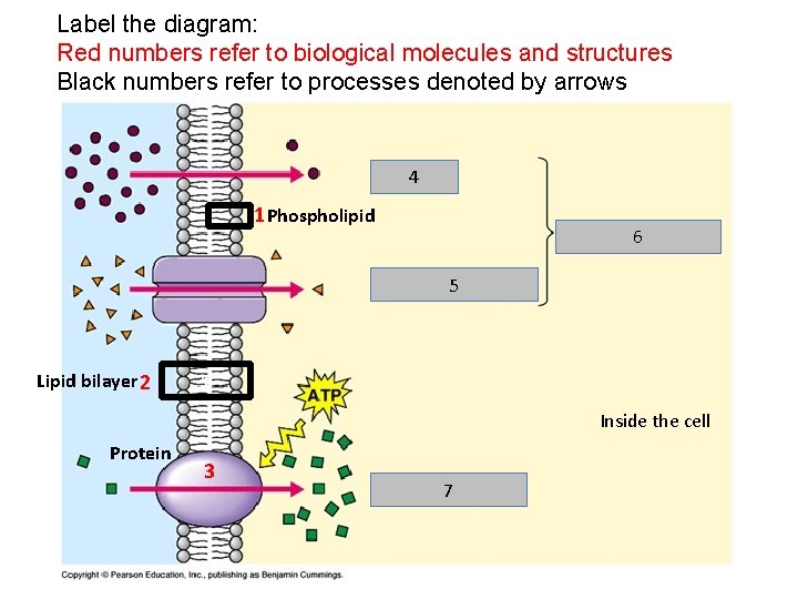 Label the diagram: Red numbers refer to biological molecules and structures Black numbers refer