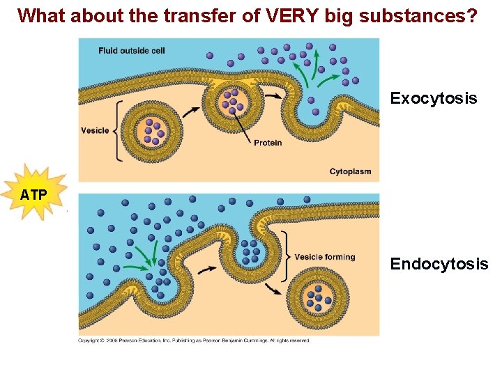 What about the transfer of VERY big substances? Exocytosis ATP Endocytosis 