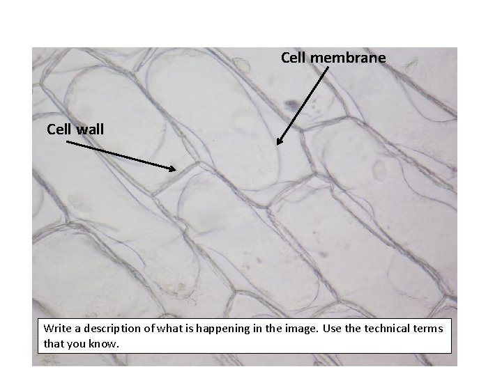 Cell membrane Cell wall Write a description of what is happening in the image.