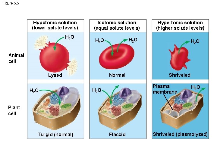 Figure 5. 5 Hypotonic solution (lower solute levels) H 2 O Isotonic solution (equal