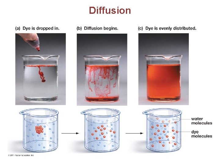 Diffusion 