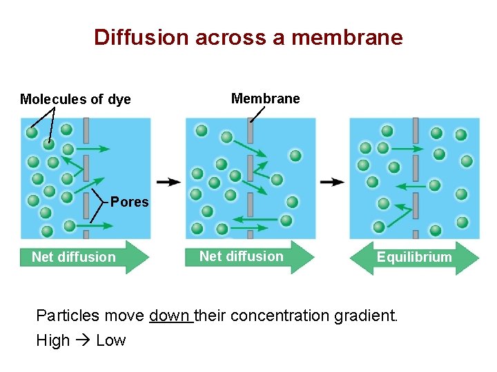 Diffusion across a membrane Molecules of dye Membrane Pores Net diffusion Equilibrium Particles move