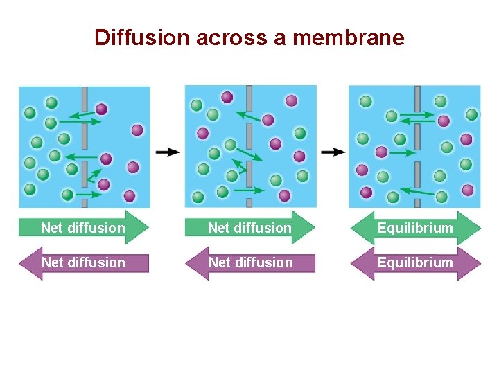 Diffusion across a membrane Net diffusion Equilibrium 