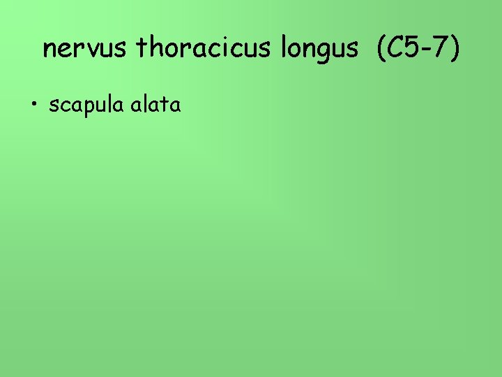 nervus thoracicus longus (C 5 -7) • scapula alata 