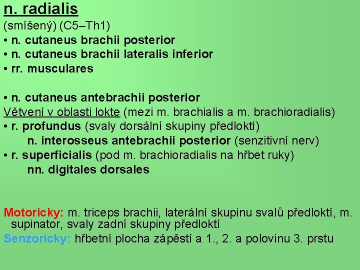 n. radialis (smíšený) (C 5–Th 1) • n. cutaneus brachii posterior • n. cutaneus