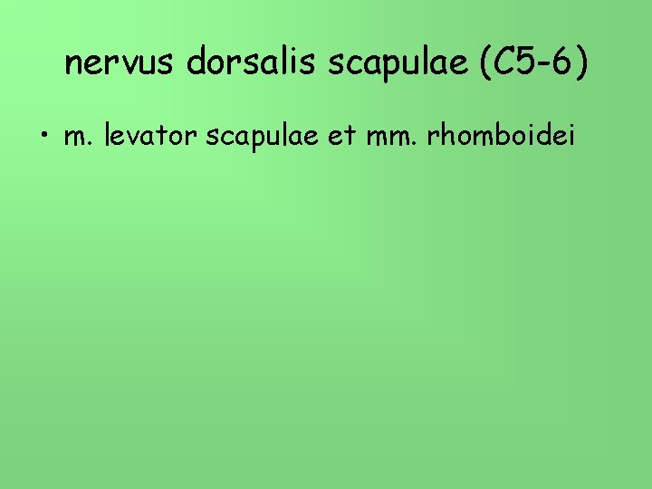 nervus dorsalis scapulae (C 5 -6) • m. levator scapulae et mm. rhomboidei 