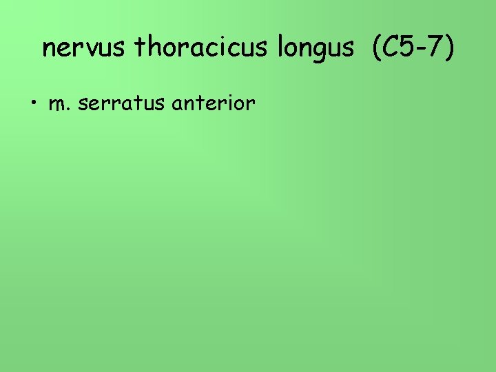 nervus thoracicus longus (C 5 -7) • m. serratus anterior 