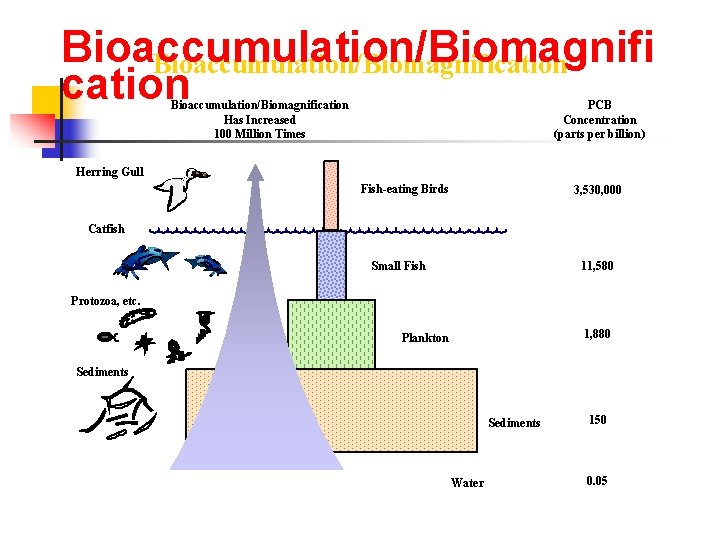 Bioaccumulation/Biomagnification Bioaccumulation/Biomagnification Has Increased 100 Million Times PCB Concentration (parts per billion) Herring Gull