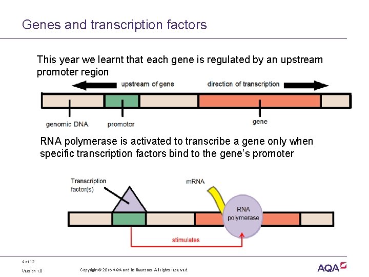 Genes and transcription factors This year we learnt that each gene is regulated by