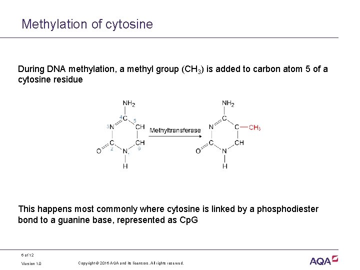 Methylation of cytosine During DNA methylation, a methyl group (CH 3) is added to