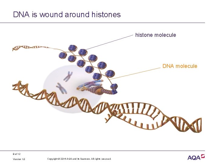 DNA is wound around histones histone molecule DNA molecule 8 of 12 Version 1.