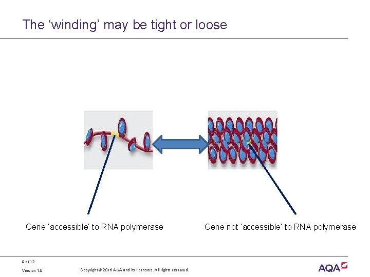 The ‘winding’ may be tight or loose Gene ‘accessible’ to RNA polymerase 9 of