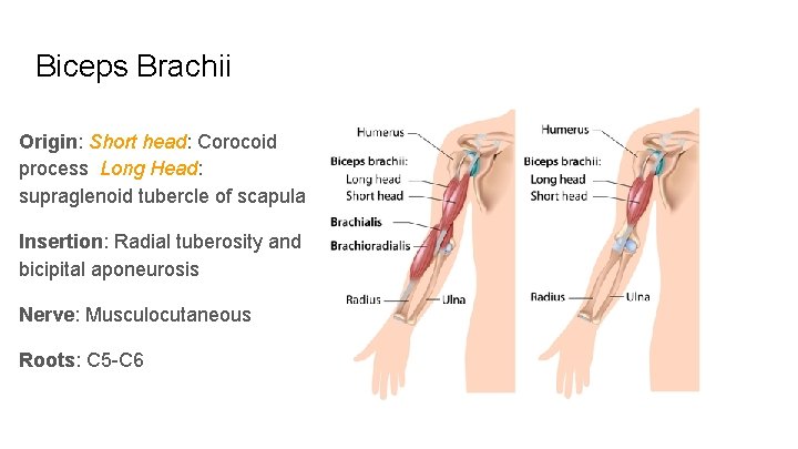 Biceps Brachii Origin: Short head: Corocoid process Long Head: supraglenoid tubercle of scapula Insertion: