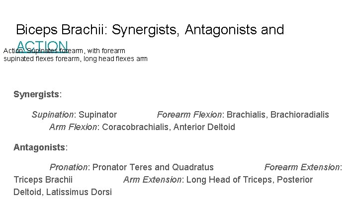 Biceps Brachii: Synergists, Antagonists and ACTION Action: Supinates forearm, with forearm supinated flexes forearm,