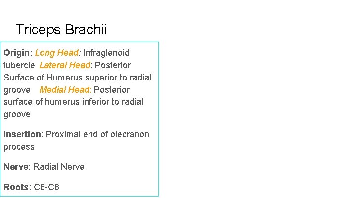 Triceps Brachii Origin: Long Head: Infraglenoid tubercle Lateral Head: Posterior Surface of Humerus superior